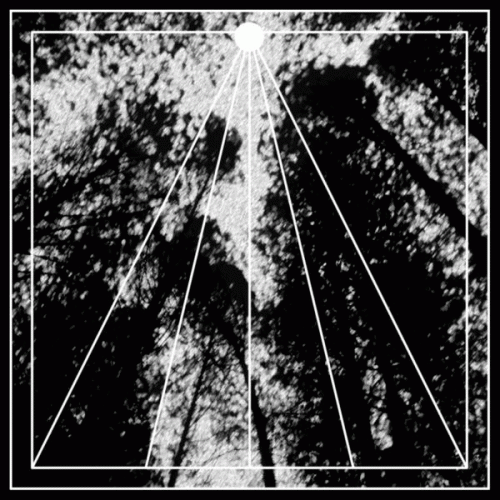 Bosc Fosc : Hipnosis Arbórea